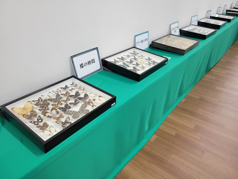 標本展示コーナー｜南港ATCの夏休みATCふれあい昆虫展2025年