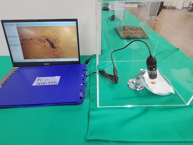 昆虫入り琥珀を見てみよう！｜南港ATCの夏休みATCふれあい昆虫展2025年