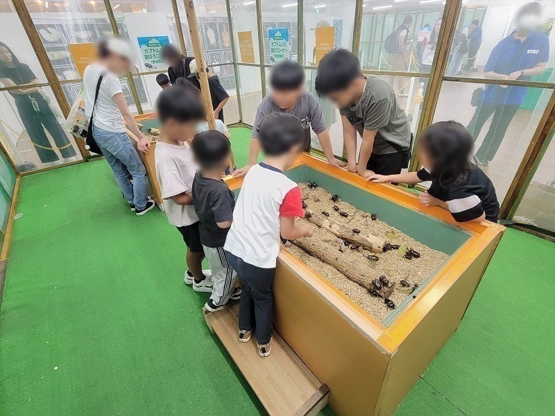 カブトムシと遊ぼうコーナー｜南港ATCの夏休みATCふれあい昆虫展2025年