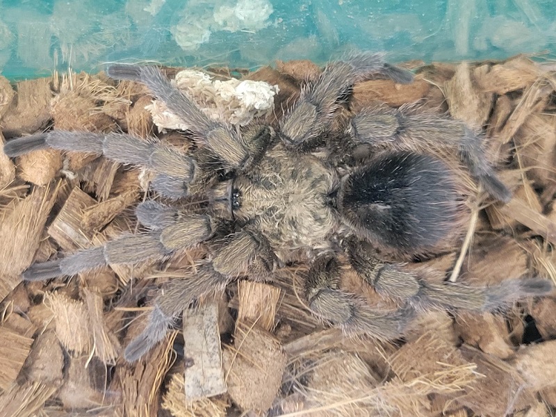 キューバブロンズタランチュラ｜大阪南港ATCの昆虫展（夏休みATCふれあい昆虫展）