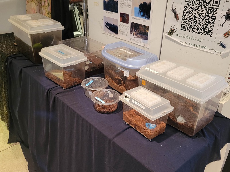 生き虫コーナー2「どっこい生きてるカマキリ展」｜ファーブル昆虫館 虫の詩人の館