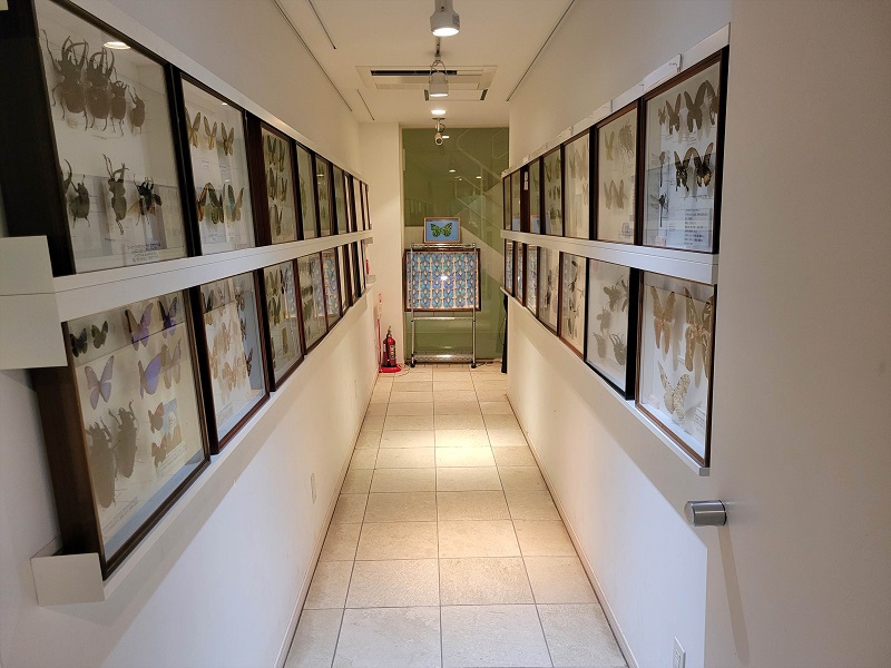 展示コーナー｜ファーブル昆虫館 虫の詩人の館