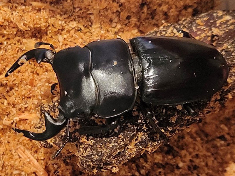 クルビデンスオオクワガタ｜ファーブル昆虫館 虫の詩人の館