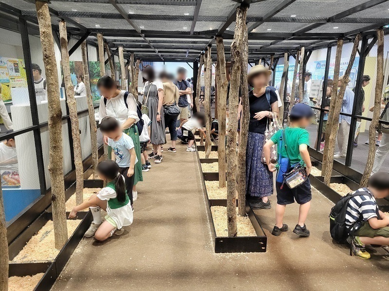 ふれあいの森2｜東京スカイツリータウンの大昆虫展