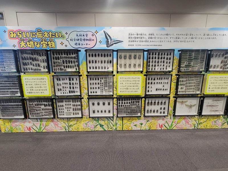九州大学の標本コーナー｜東京スカイツリータウンの大昆虫展