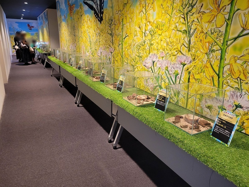 いのちの小径（生体展示）｜東京スカイツリータウンの大昆虫展