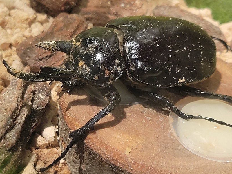 アクタエオンゾウカブト｜東京スカイツリータウンの大昆虫展