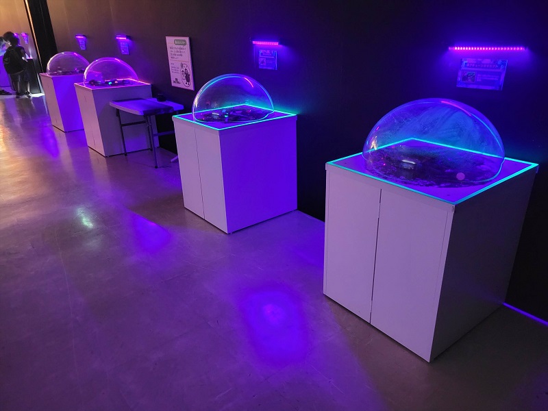 生体展示コーナー｜虫たちのナイトワンダーランド 体験型！暗闇の昆虫展