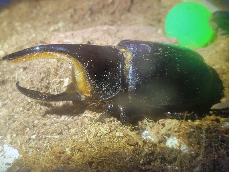 サタンオオカブト｜虫たちのナイトワンダーランド 体験型！暗闇の昆虫展