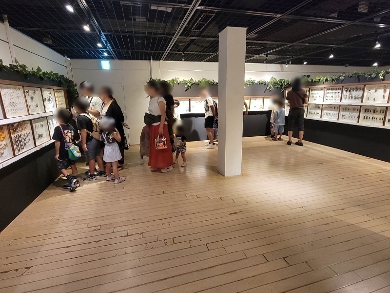 昆虫標本エリア｜体感するファーブル昆虫展 in 横浜赤レンガ倉庫