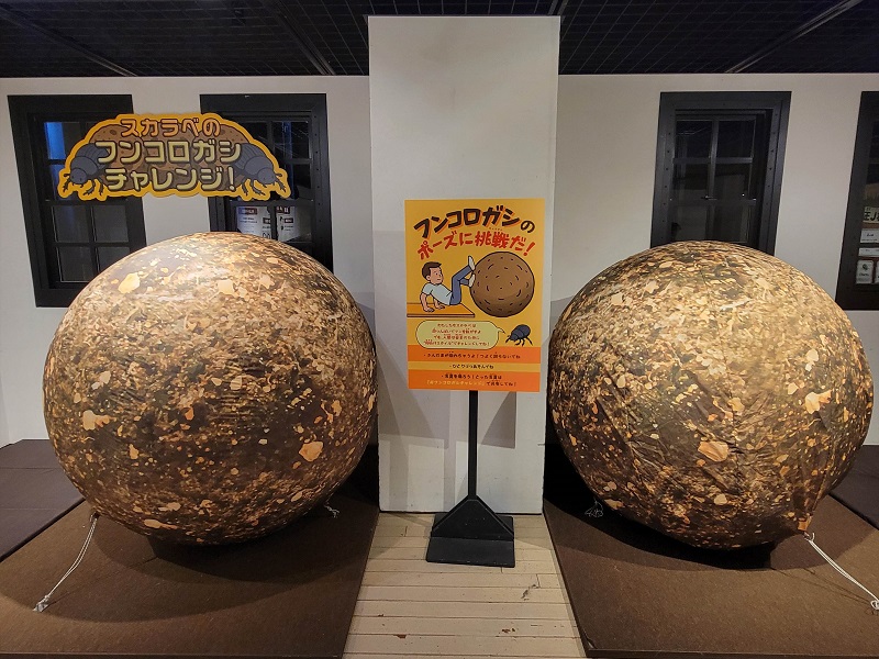 スカラベのフンコロガシチャレンジ！｜体感するファーブル昆虫展 in 横浜赤レンガ倉庫