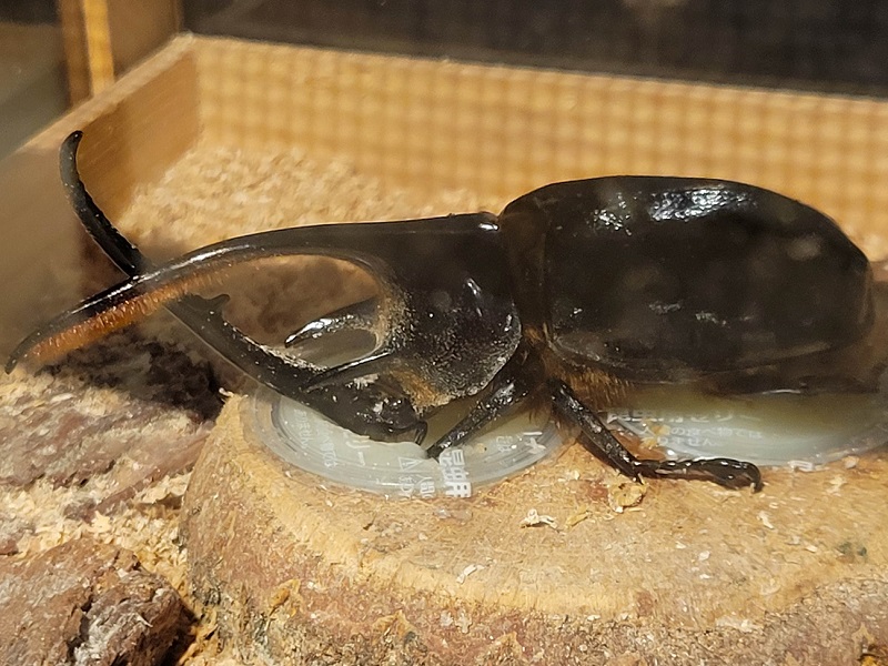 ネプチューンオオカブト｜体感するファーブル昆虫展 in 横浜赤レンガ倉庫