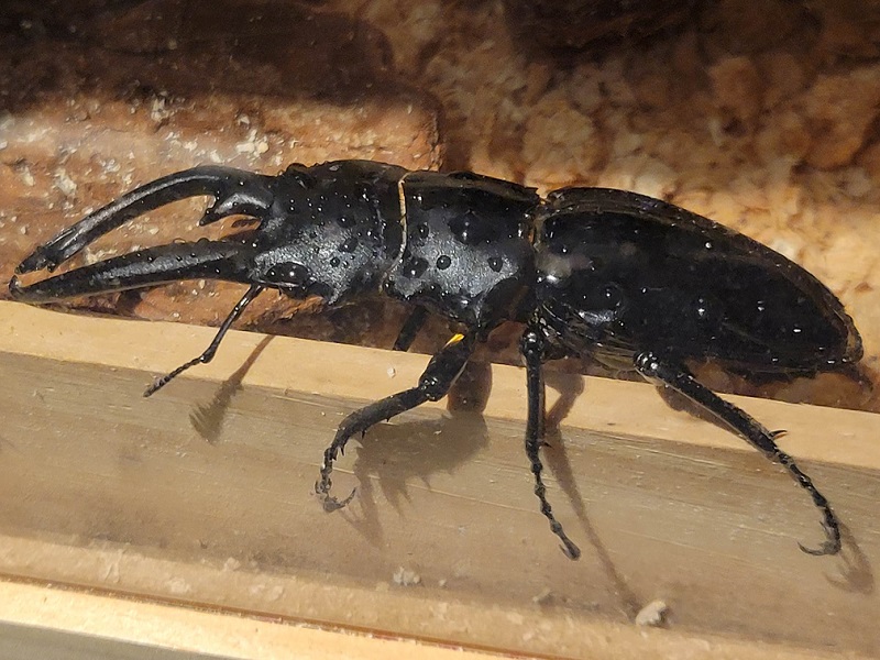 インターメディアツヤクワガタ｜体感するファーブル昆虫展 in 横浜赤レンガ倉庫