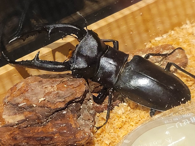マンディブラリスフタマタクワガタ｜体感するファーブル昆虫展 in 横浜赤レンガ倉庫