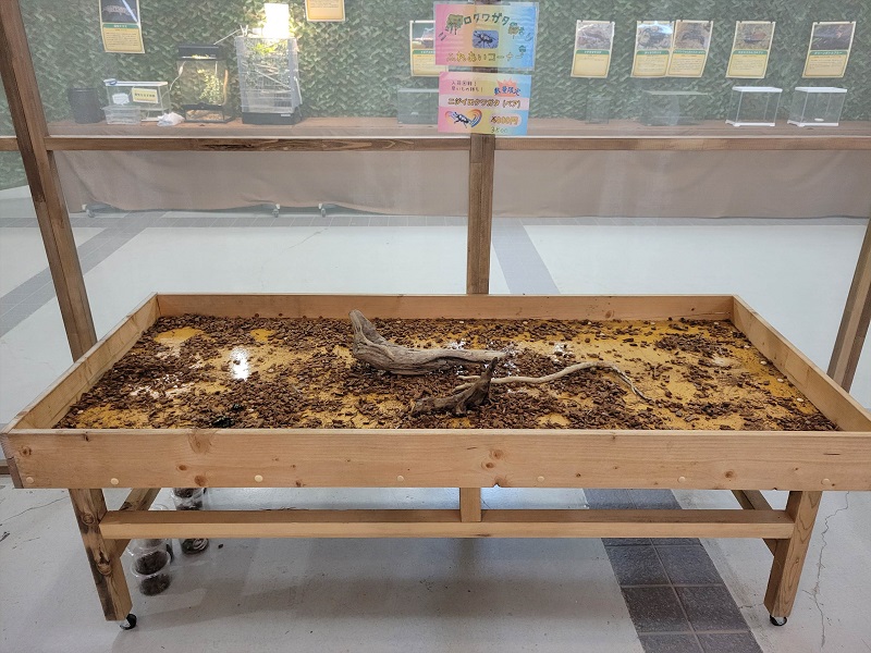 ニジイロクワガタのもり ふれあいコーナー｜世界の昆虫展・大阪府立花の文化園