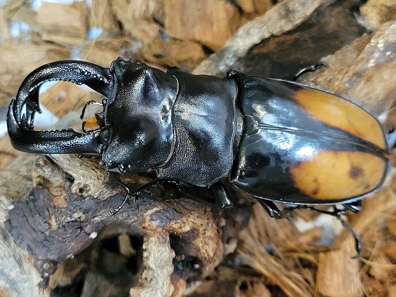 パリーフタマタクワガタ（セアカフタマタクワガタ）｜世界の昆虫展・大阪府立花の文化園