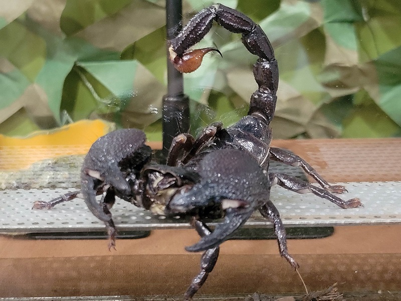 ダイオウサソリ｜世界の昆虫展・大阪府立花の文化園