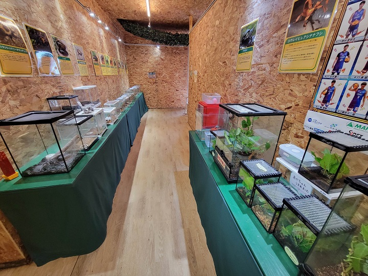 昆虫展示コーナー|ハーベストの丘(世界の昆虫爬虫類館)
