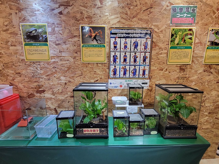 擬態昆虫コーナー|ハーベストの丘(世界の昆虫爬虫類館)