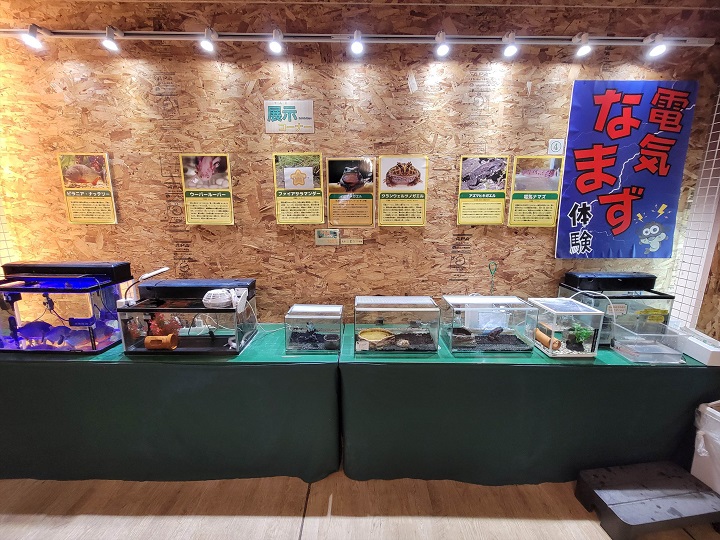 電気なまず体験・展示コーナー|ハーベストの丘(世界の昆虫爬虫類館)