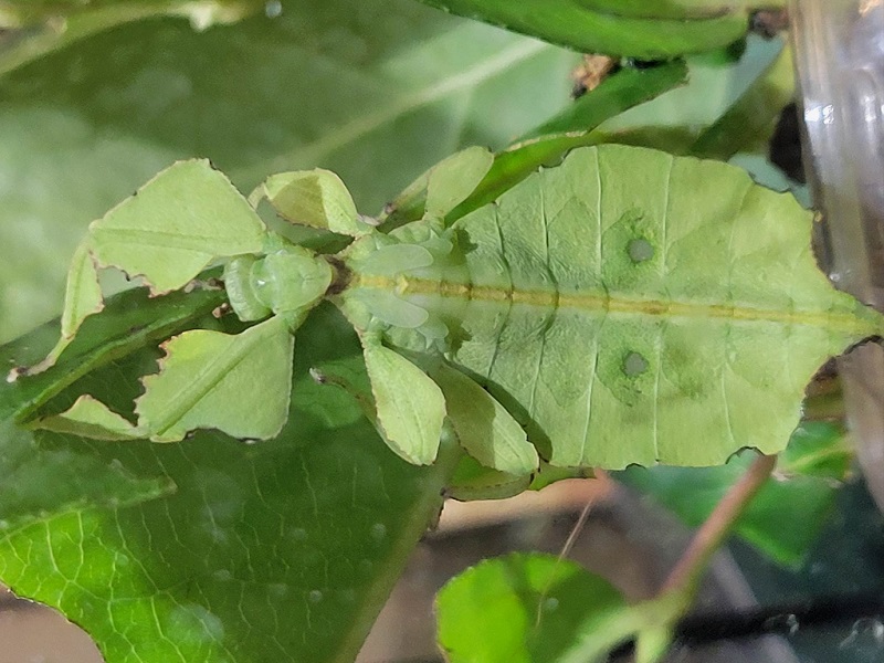 コノハムシ｜ハーベストの丘（世界の昆虫爬虫類館）