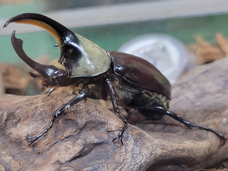 グラントシロカブト｜ハーベストの丘（世界の昆虫爬虫類館）