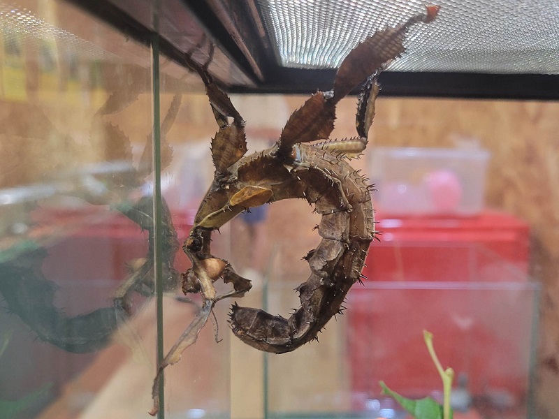 ユウレイヒレアシナナフシ｜ハーベストの丘（世界の昆虫爬虫類館）