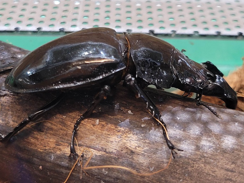 タランドゥスオオツヤクワガタ｜ハーベストの丘（世界の昆虫爬虫類館）