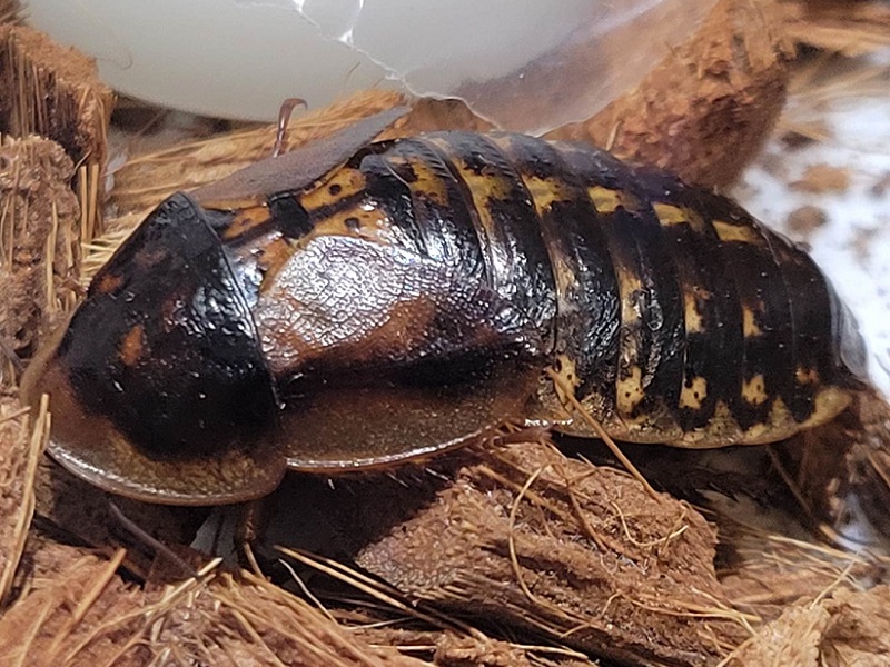 アルゼンチンモリゴキブリ（デュビア）｜ハーベストの丘（世界の昆虫爬虫類館）