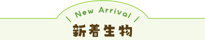 新しい昆虫
